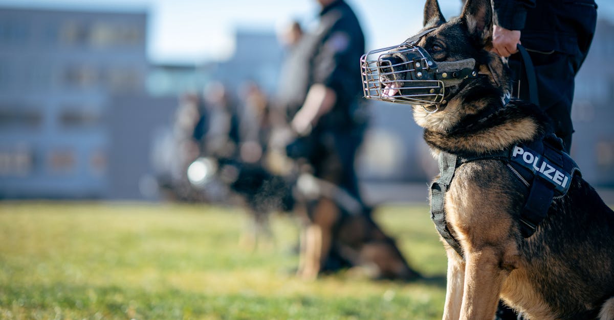 花生ip实名账号：实名账号是否能有效保障人们的知识产权？
